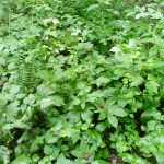 Goldenseal Root Tincture (hydrastis canadensis) - Image 2