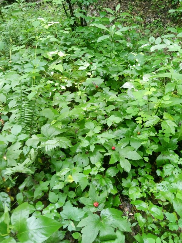 Goldenseal Root Tincture (hydrastis canadensis) - Image 2