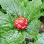 Goldenseal Root Tincture (hydrastis canadensis) - Image 3
