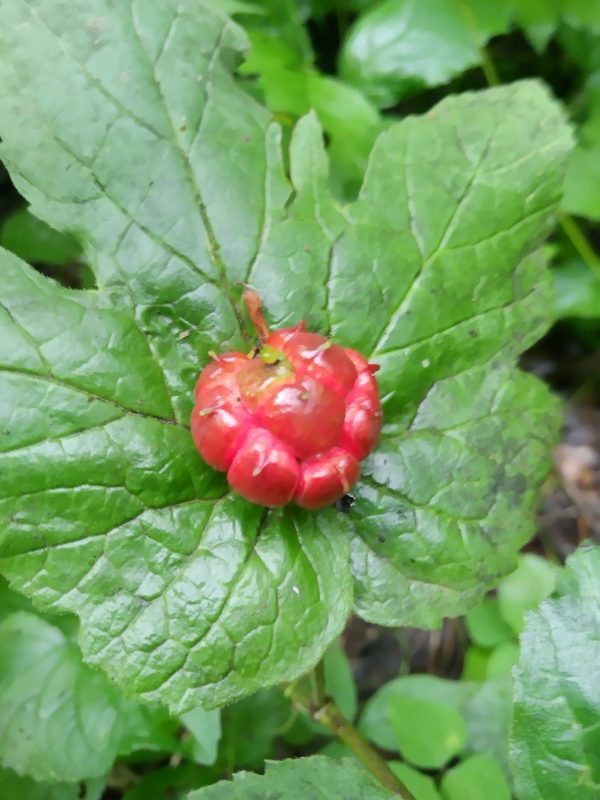 Goldenseal Root Tincture (hydrastis canadensis) - Image 3