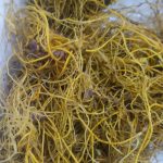 Goldenseal Root Tincture (hydrastis canadensis) - Image 4