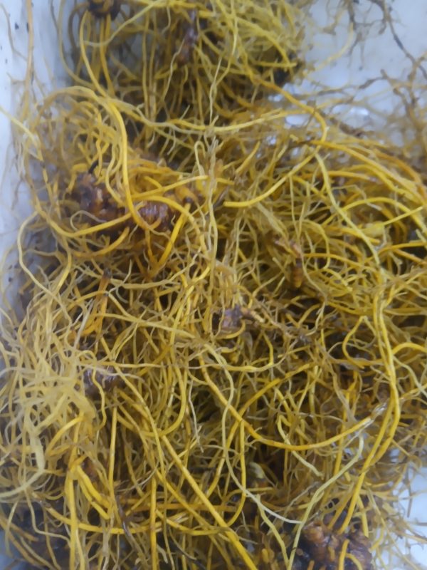 Goldenseal Root Tincture (hydrastis canadensis) - Image 4