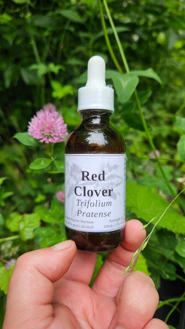 Red clover tincture (trifolium pratense)