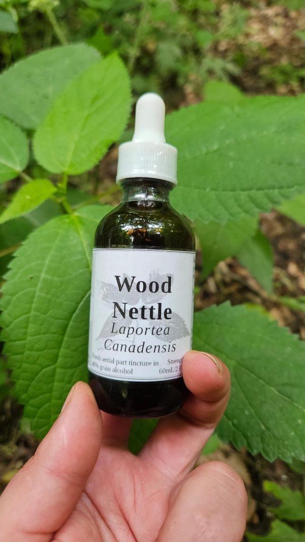 Wood Nettle Tincture (Laportea Canadensis)