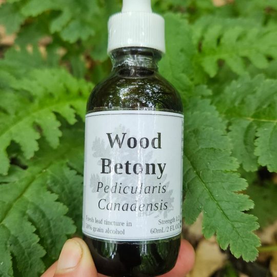 Wood Betony Leaf Tincture (Pedicularis Canadensis)