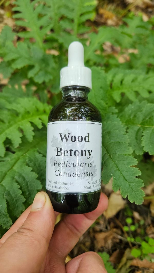 Wood Betony Leaf Tincture (Pedicularis Canadensis)