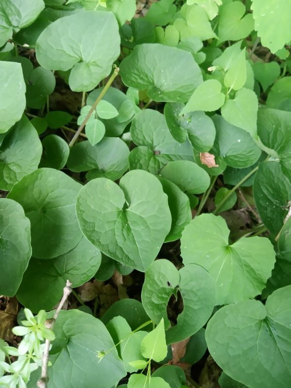 Wild Ginger Root & Leaf Tincture (asarum canadense) - Image 2