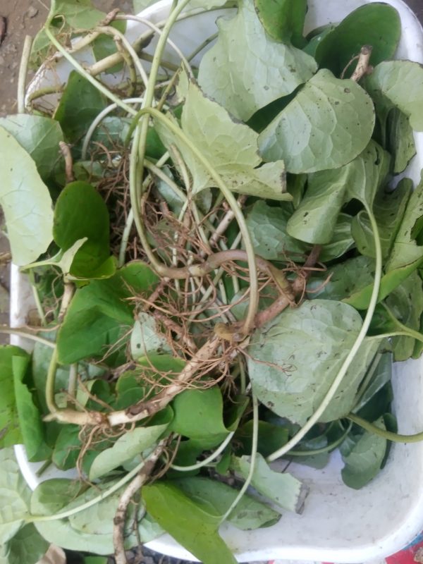 Wild Ginger Root & Leaf Tincture (asarum canadense) - Image 3