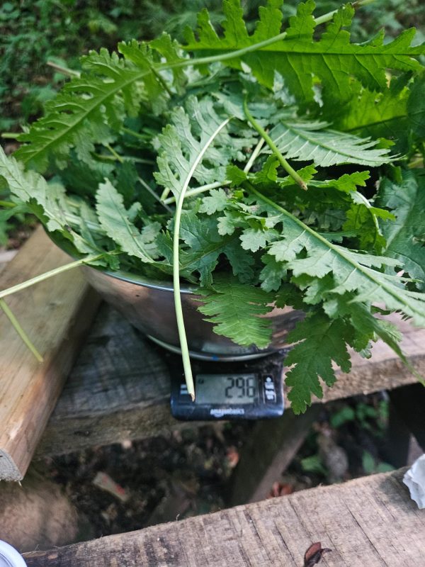Wood Betony Leaf Tincture (Pedicularis Canadensis) - Image 4