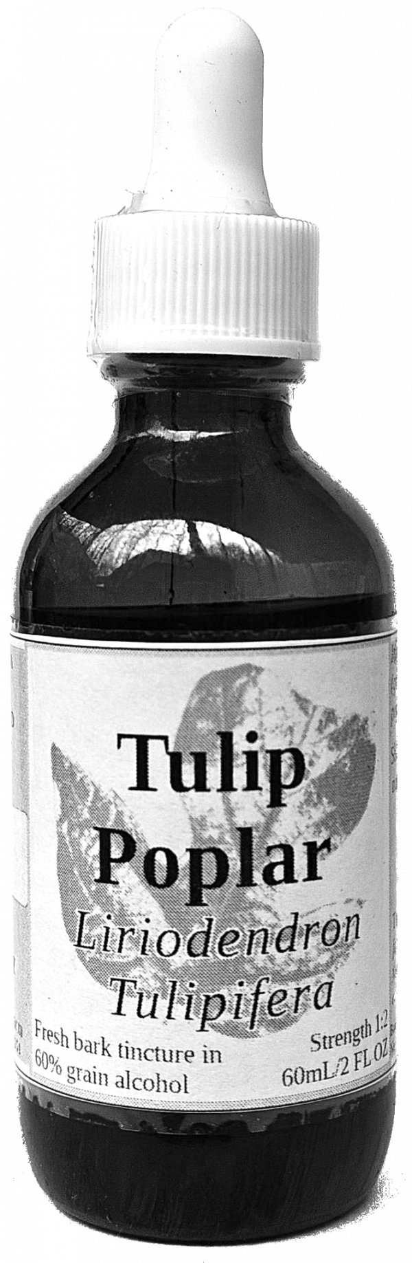 Tulip Poplar Bark Tincture (liriodendron tulipifera) - Image 2