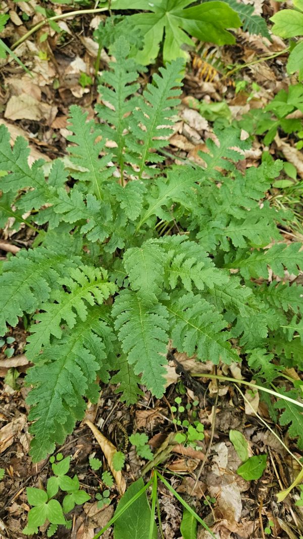 Wood Betony Leaf Tincture (Pedicularis Canadensis) - Image 6