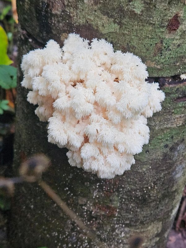 Lion's Mane Tincture (Hericium Americanum) - Image 3