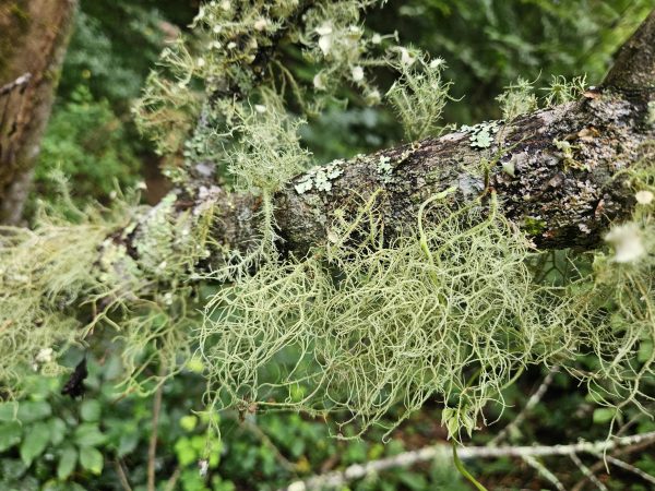 Old man's beard tincture (usnea spp.) - Image 4