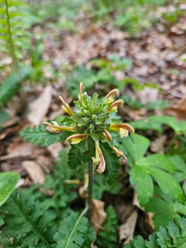 Wood Betony Leaf Tincture (Pedicularis Canadensis) - Image 2