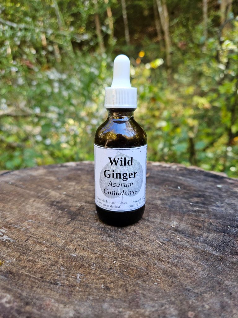 Wild Ginger Root & Leaf Tincture (asarum canadense)