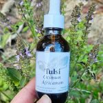 Tulsi Aerial Parts Tincture (ocimum africanum)