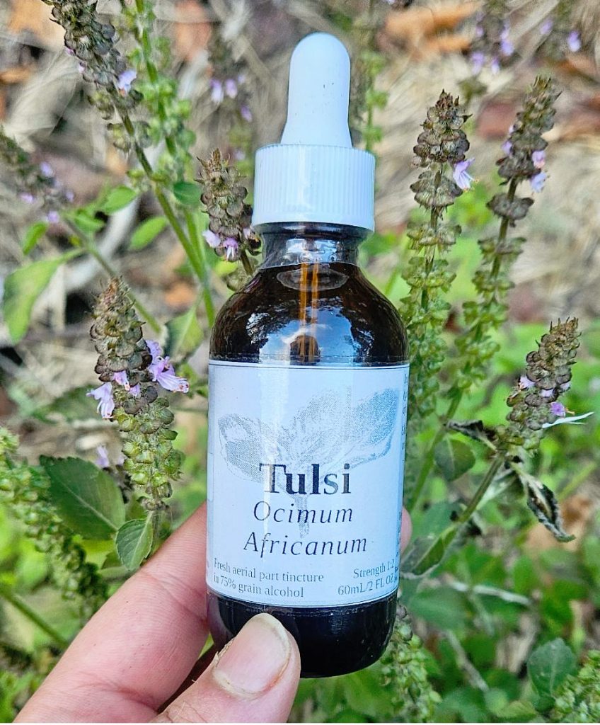 Tulsi Aerial Parts Tincture (ocimum africanum)