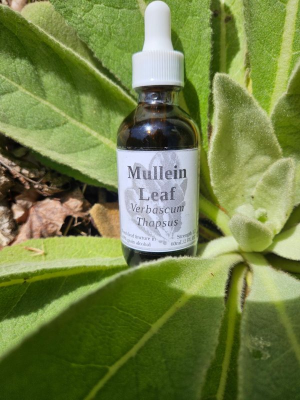 Mullein Leaf Tincture (Verbascum Thapsus) - Image 2