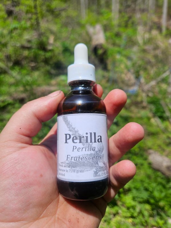 Perilla Aerial Parts Tincture (Perilla Frutescens) - Image 4