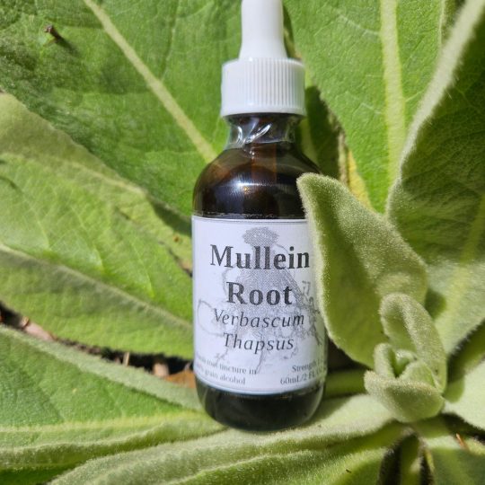 Mullein Root Tincture (Verbascum Thapsus)