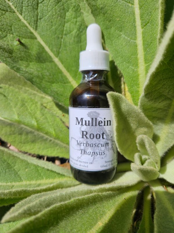 Mullein Root Tincture (Verbascum Thapsus)