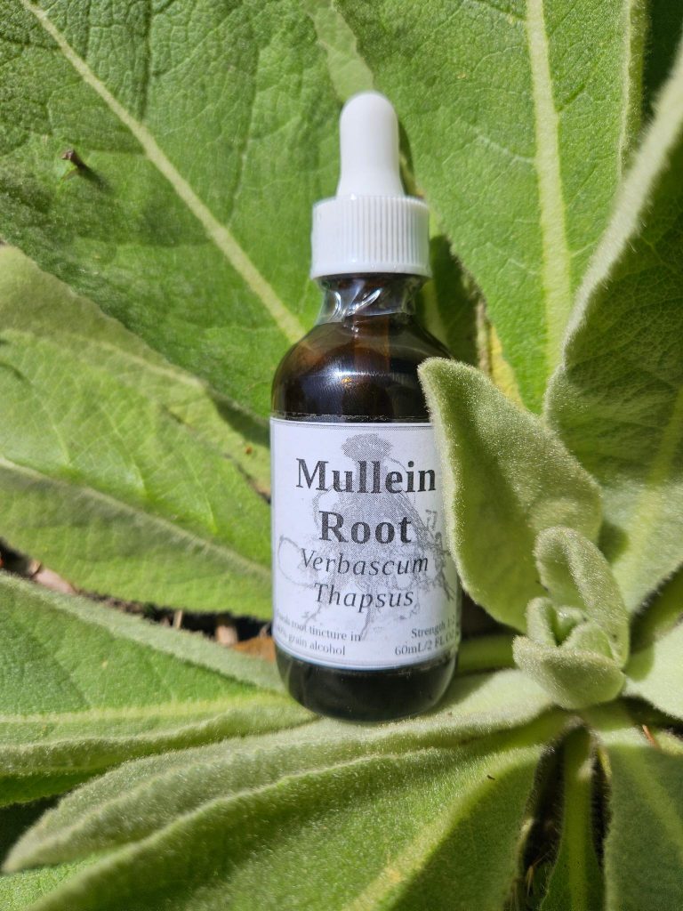 Mullein Root Tincture (Verbascum Thapsus)