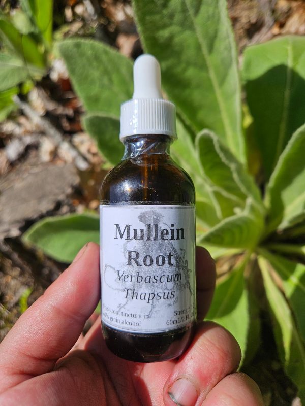 Mullein Root Tincture (Verbascum Thapsus) - Image 2