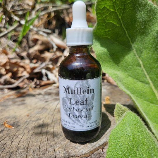 Mullein Leaf Tincture (Verbascum Thapsus)