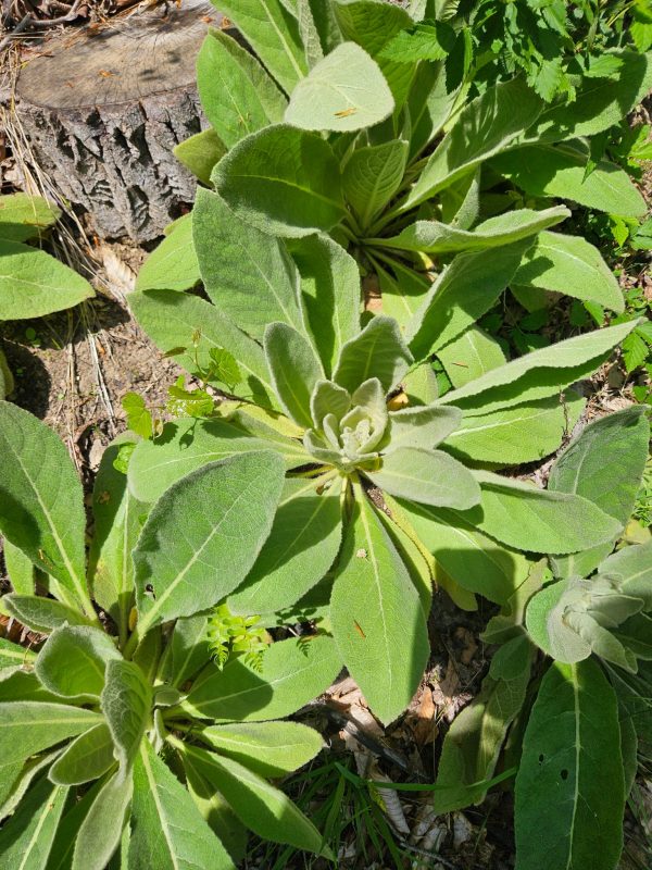 Mullein Leaf Tincture (Verbascum Thapsus) - Image 3