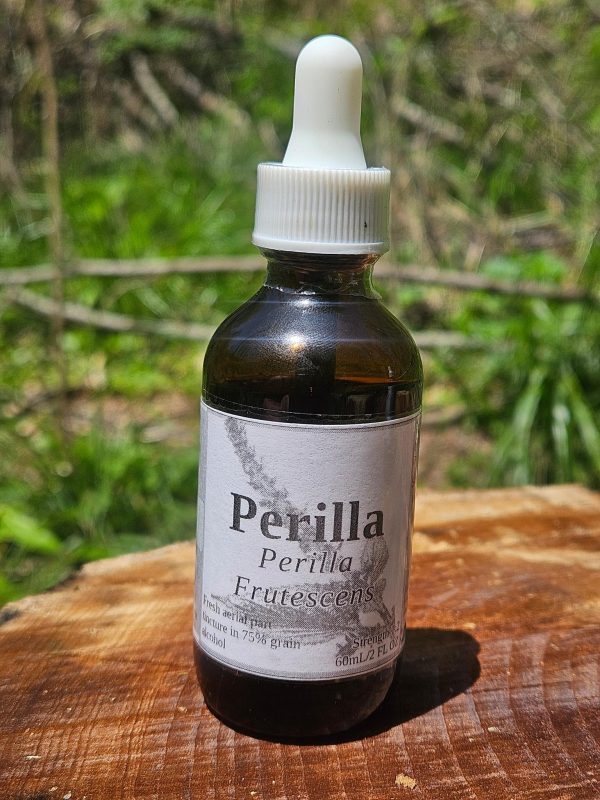 Perilla Aerial Parts Tincture (Perilla Frutescens)