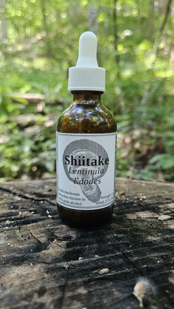 Shiitake mushroom decoction tincture (Lentinula edodes)
