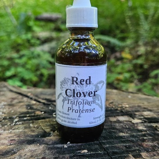 Red Clover Decoction Tincture (trifolium pratense)