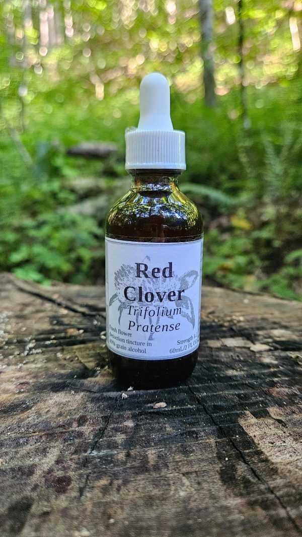 Red Clover Decoction Tincture (trifolium pratense)