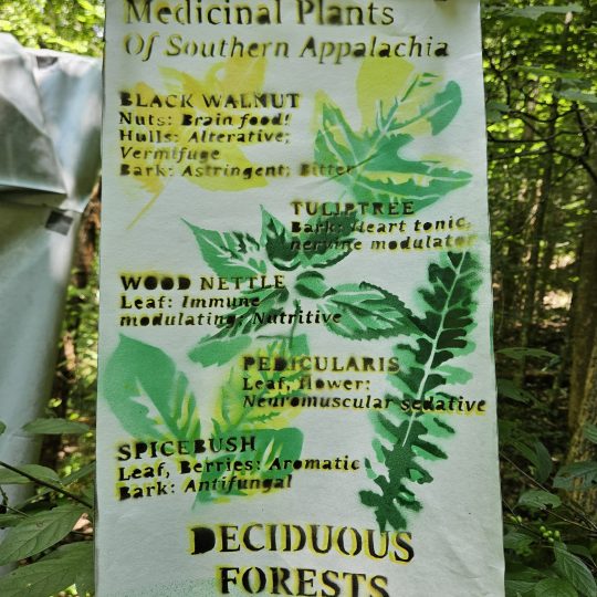 Deciduous Forests Poster [PREORDER]