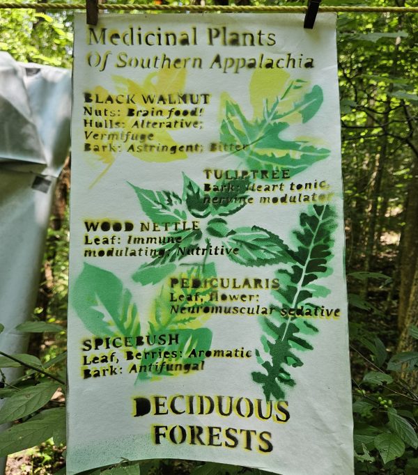 Deciduous Forests Poster [PREORDER]